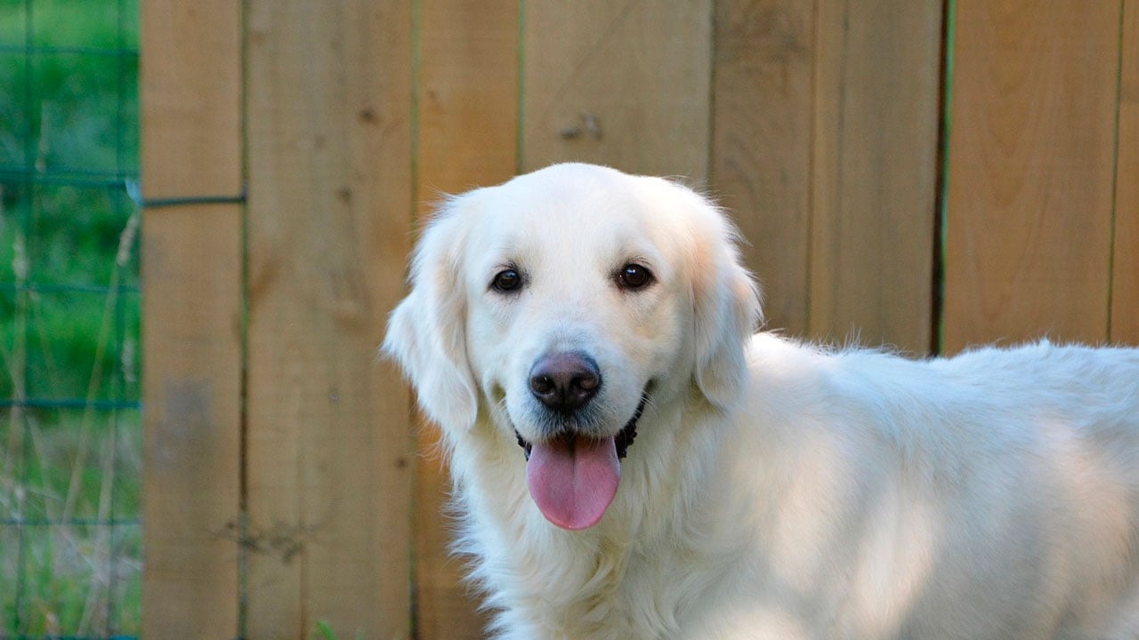 Golden Retriever: uma raça que é sucesso entre os apaixonados por cães