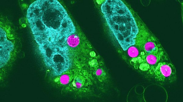 Cientistas japoneses atingiram um marco da biotecnologia ao criar uma célula artificial híbrida